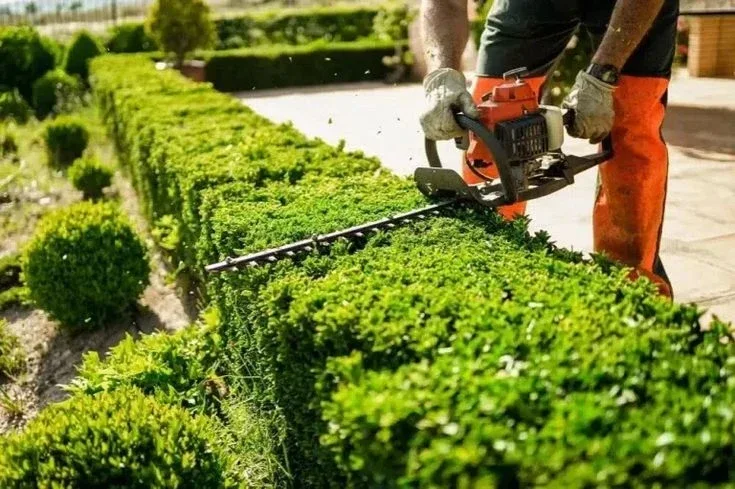 Precision hedge trimming — lawn and landscape photo