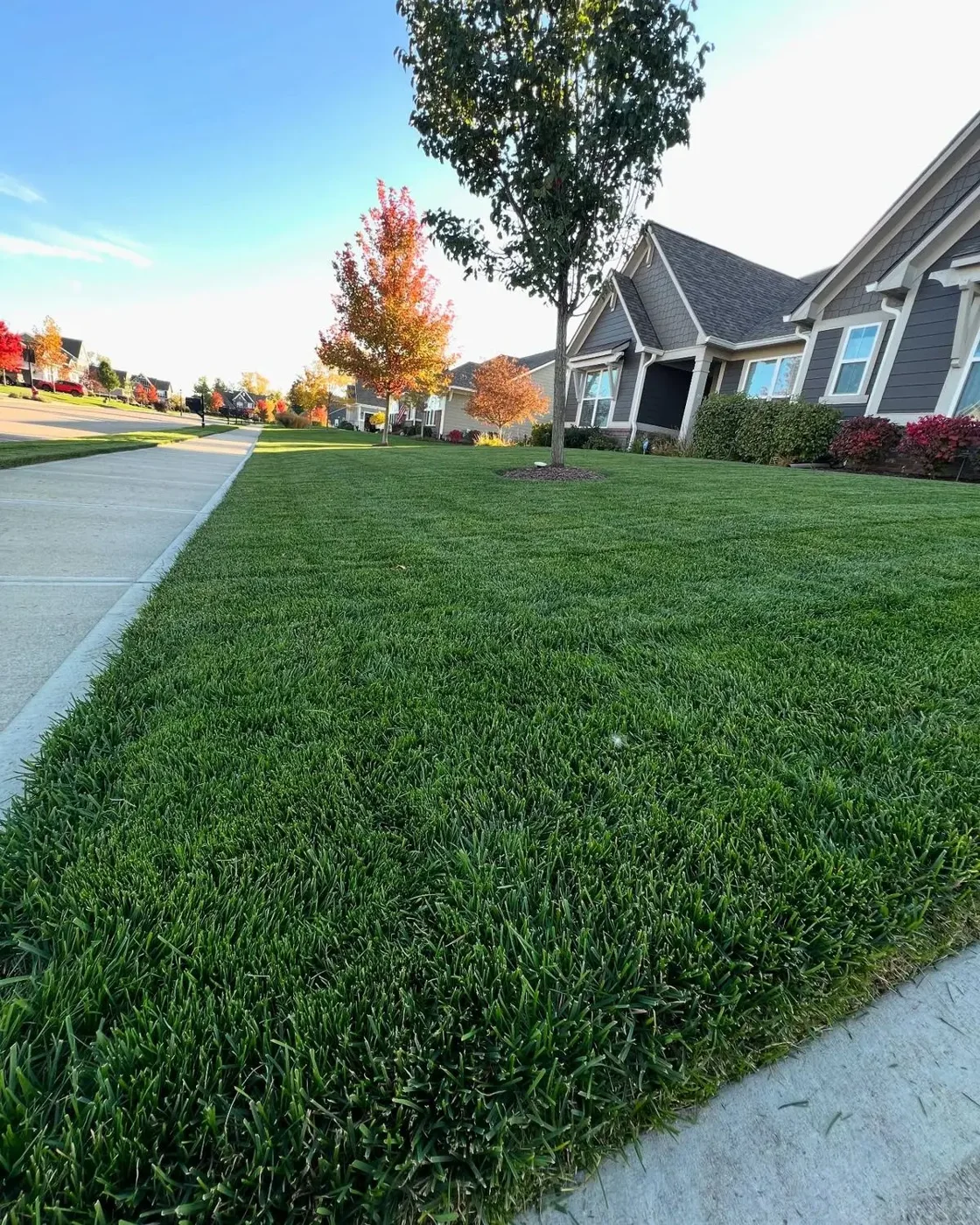 Thick, healthy turf along the walk — lawn and landscape photo